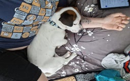Mixed Breed dogs for sale: Bruno - Needs a New, Loving Home - Image 18