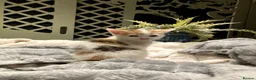 Mixed Breed cats for sale: New batch of Cuties in Basingstoke - Advert 28