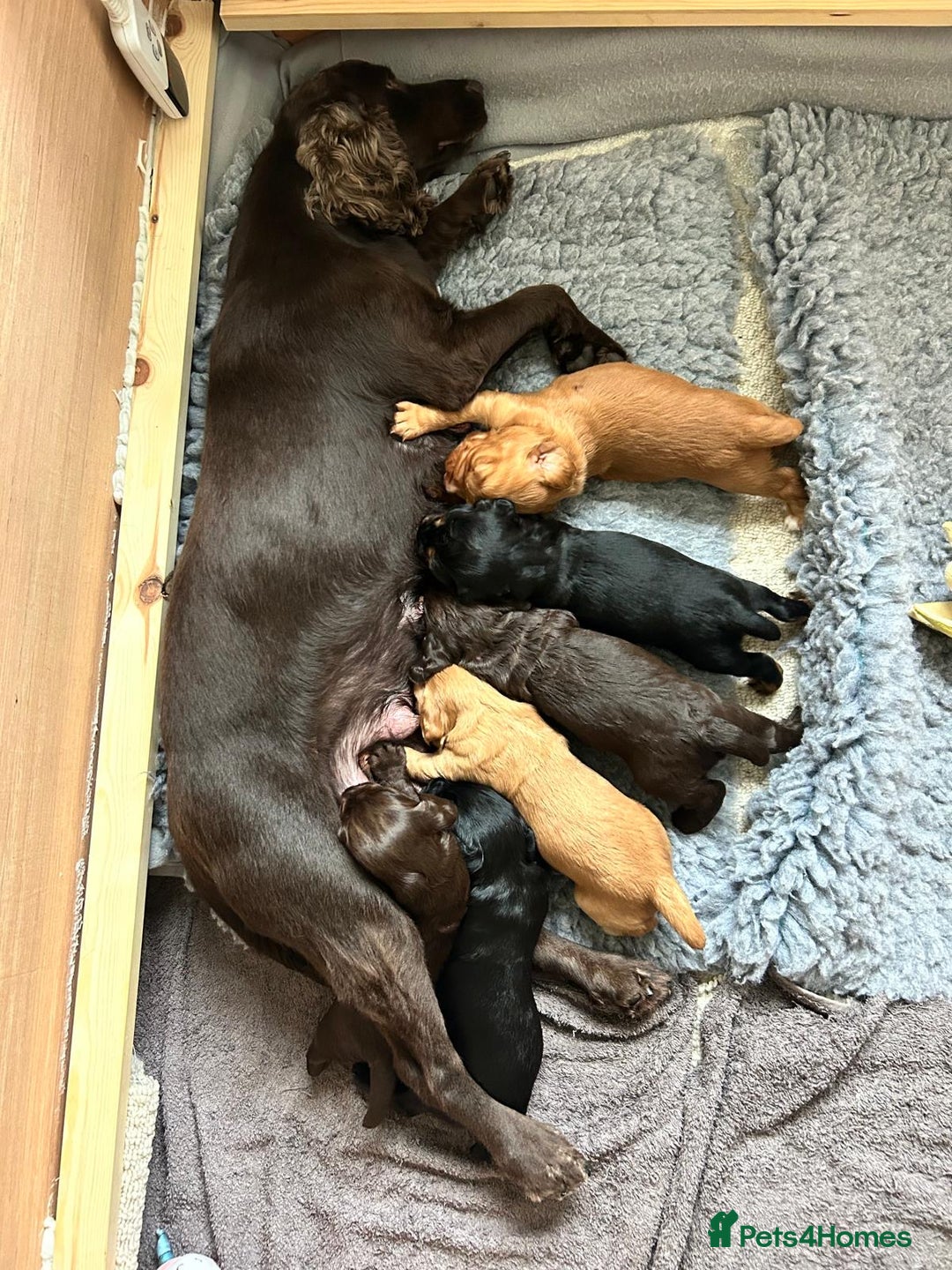 Cocker Spaniel dogs for sale: KC Registered Working Cocker Spaniel Puppies - Image 3
