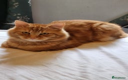Siberian cats for stud: Handsome Ginger Siberian Cat for Stud - Image 4