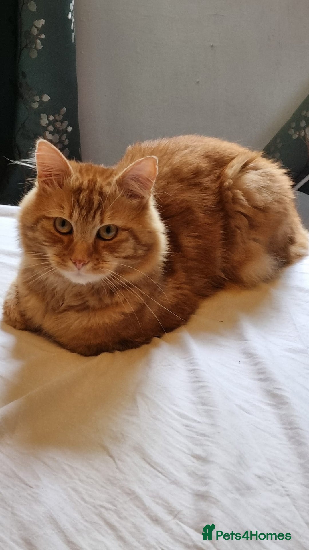 Siberian cats for stud: Handsome Ginger Siberian Cat for Stud - Image 4