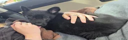 German Shepherd dogs for sale: DDR German Shepherd Puppy - Advert 4