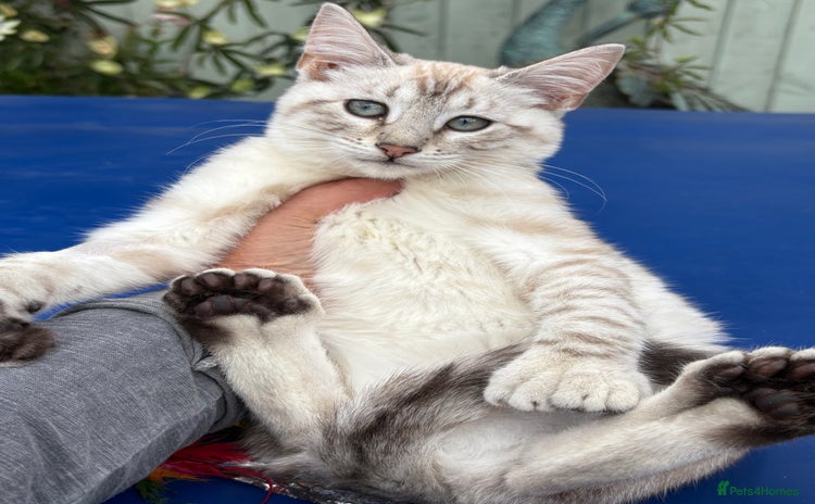 Keetso cats - Advert 3