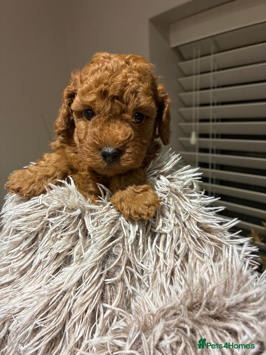 Toy Poodle dogs for sale: 5* Champion Bloodline  Asian Toy Poodles - Advert 20