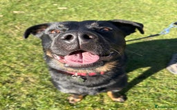 Mixed Breed dogs for sale: Rottweiler x GSD - Image 2
