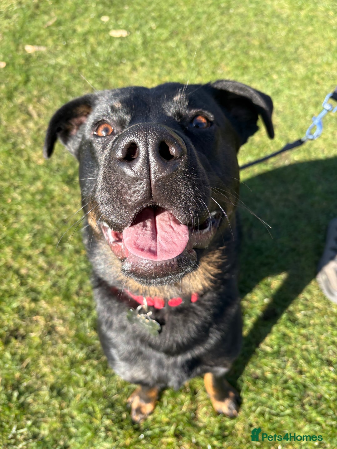 Mixed Breed dogs for sale: Rottweiler x GSD - Image 2