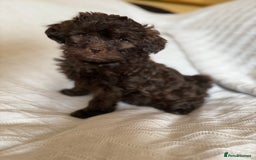 Shihpoo dogs for sale: Shipoos  - Image 7