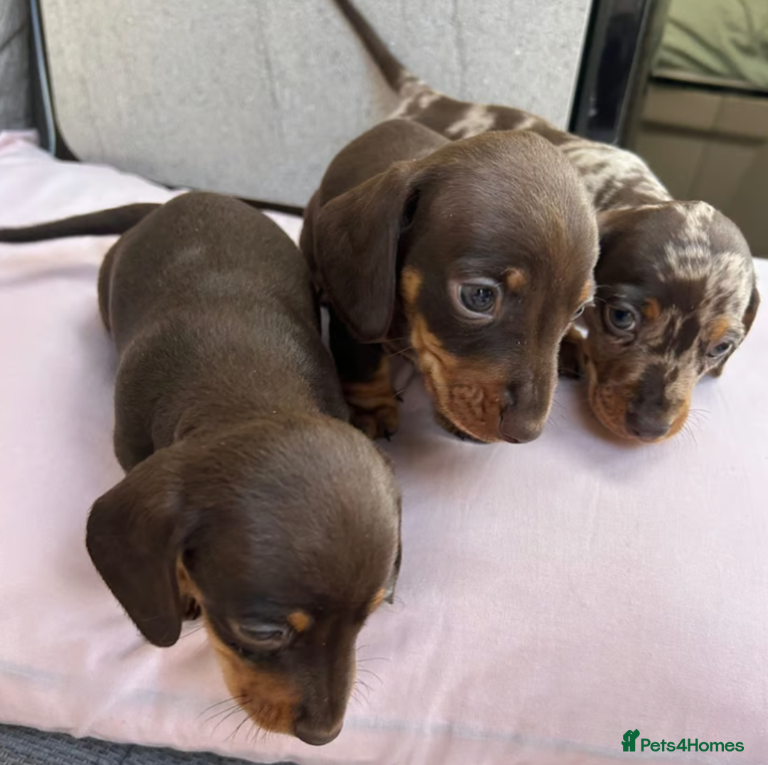 Miniature Dachshund dogs for sale: Miniature Dachshund Puppies Ready for New Homes - Image 6