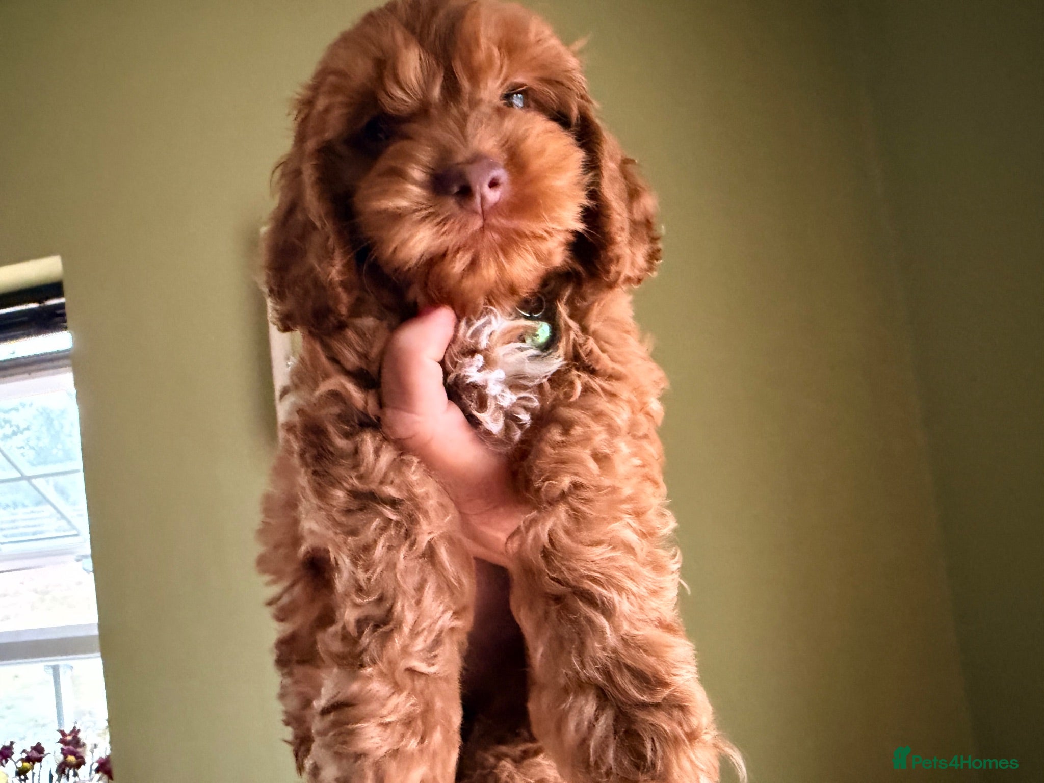 Cockapoo dogs F1 Toy Size Beautiful Pups PRA and DNA Tested - Advert 2