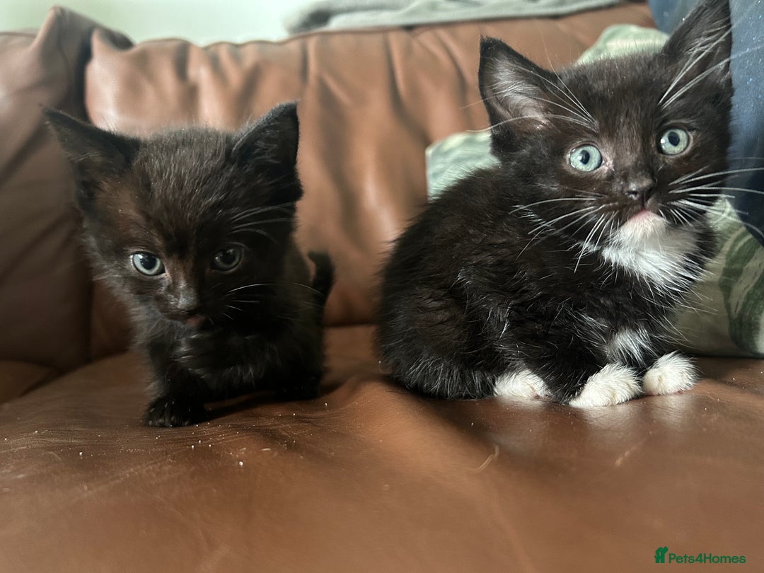 Ragdoll cats for sale: Beautiful Ragdoll mixed kittens for sale - Image 8