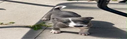 Whippet dogs for sale: Beautiful quality whippet  - Advert 5