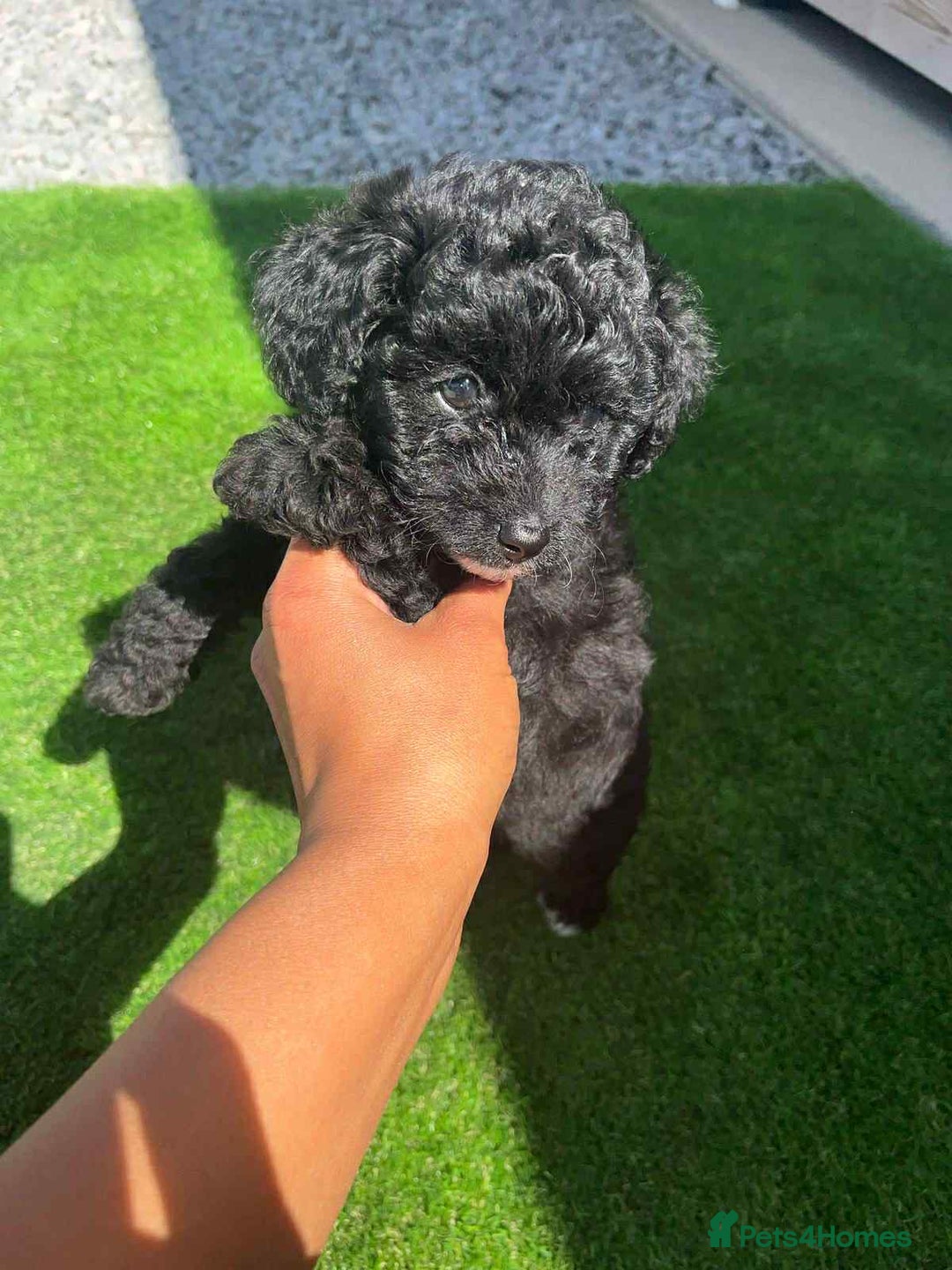 Shihpoo dogs for sale: Toy shihpoo  - Image 6