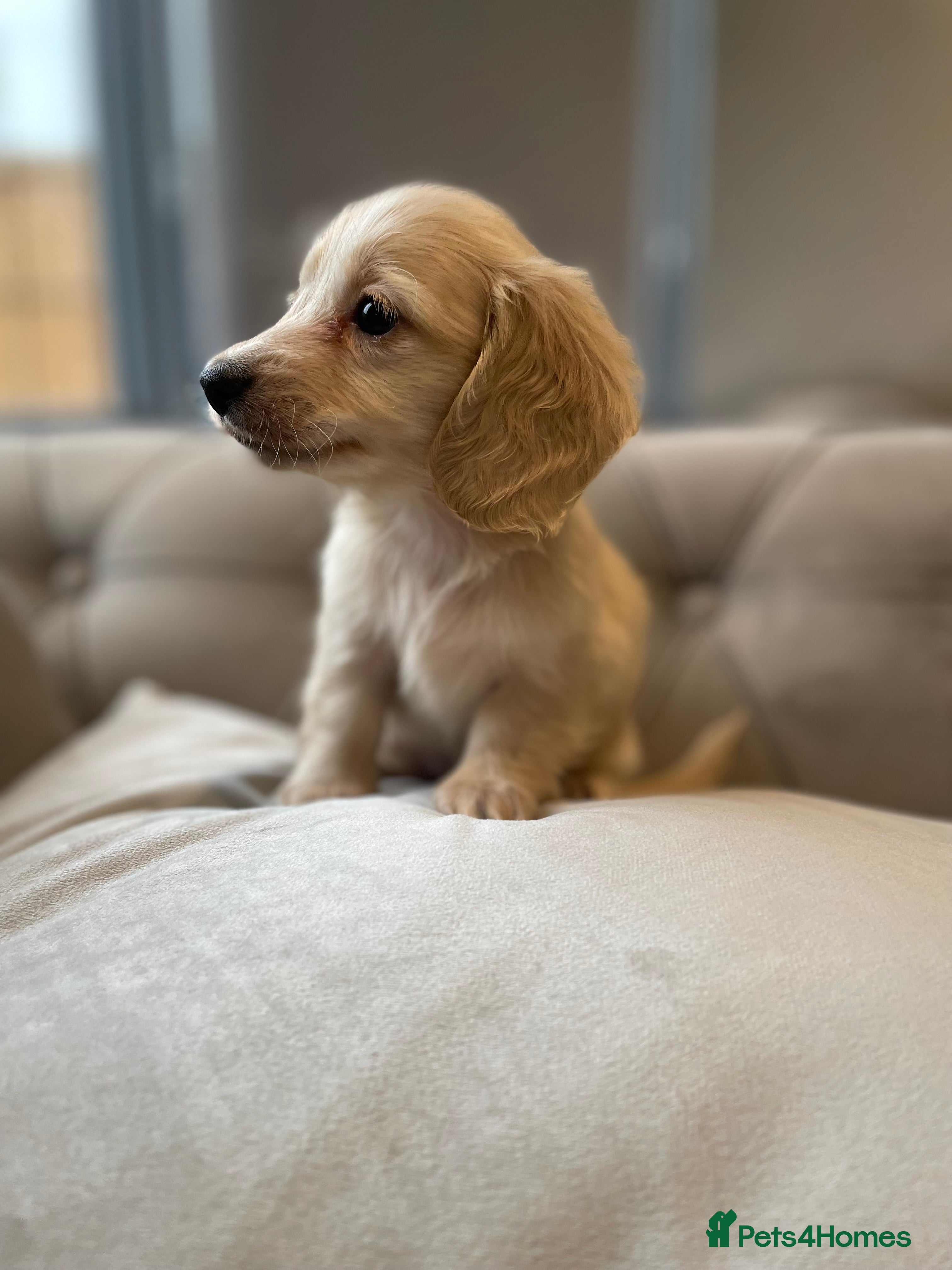 Miniature Dachshund dogs English cream miniature long-haired dachshunds - Advert 5