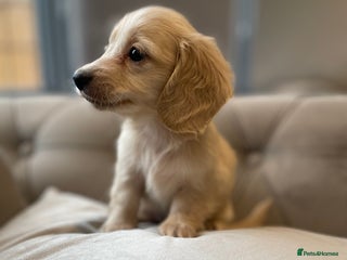 Miniature Dachshund dogs English cream miniature long-haired dachshunds - Advert 3