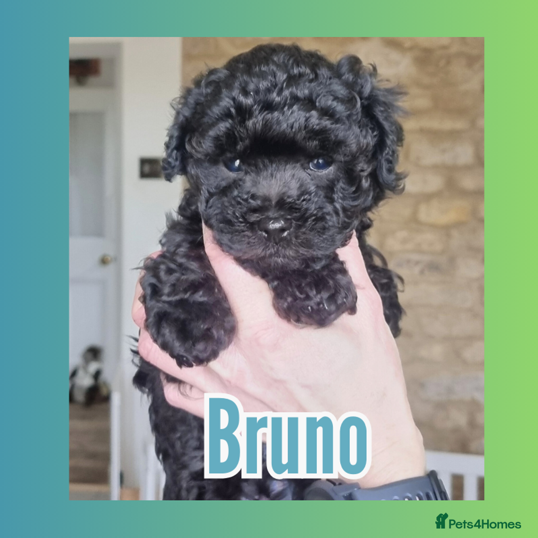 Maltipoo dogs for sale: Family-Raised F2 Toy Maltipoos✨DNA Clear✨Pedigree - Advert 11