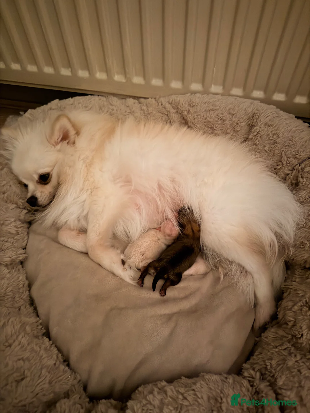 Pomeranian dogs for sale: Tiny mini toy girl 🩷 Pomeranian teddy face - Advert 2