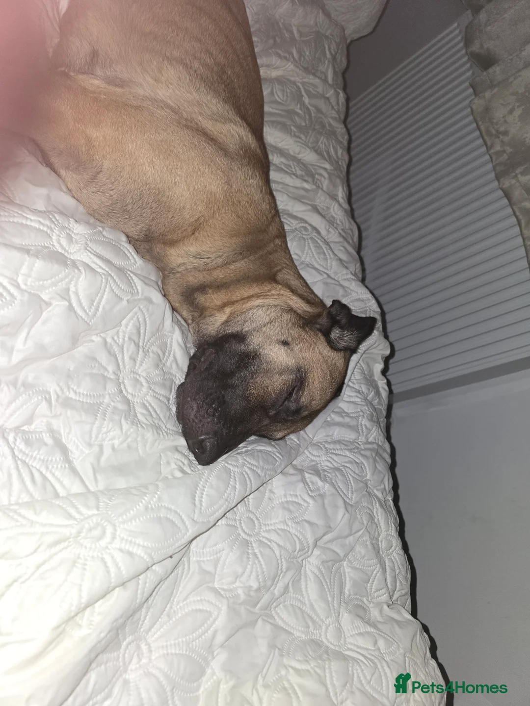 Mixed Breed dogs for sale: Cute friendly dog - Advert 2