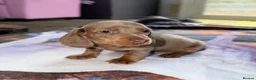 Miniature Dachshund dogs for sale: Beautiful miniature dachshund pups.  - Advert 18