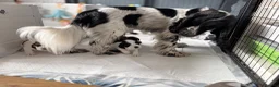 Cocker Spaniel dogs for sale: ✅RKC Reg✅DNA Tested✅Low COI✅Home Reared✅A* Reviews in Fareham - Advert 18