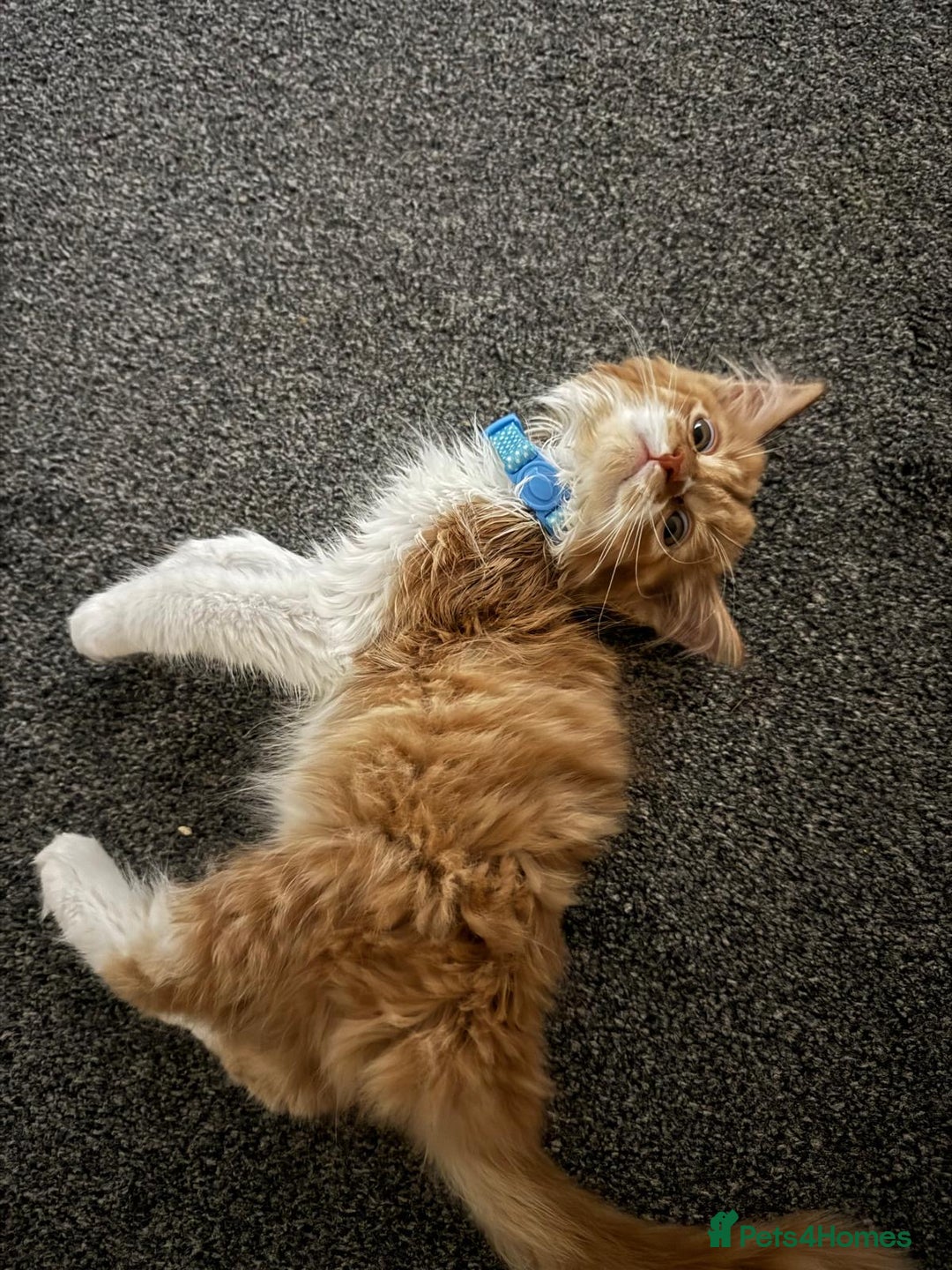 Mixed Breed cats for sale: Ginger Kitten  - Image 1