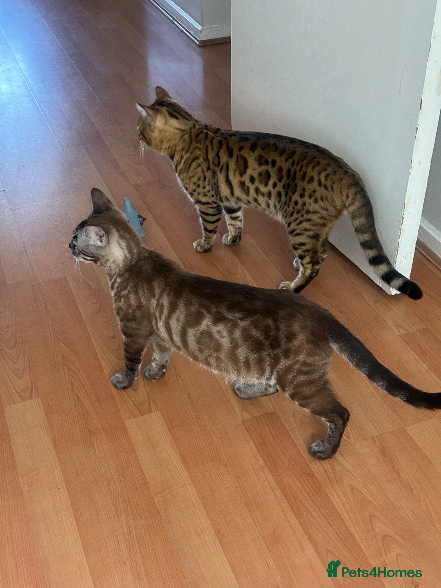 Bengal cats Puer bengal  - Advert 3