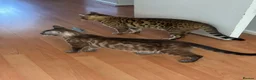 Bengal cats for sale: Puer bengal  - Advert 1