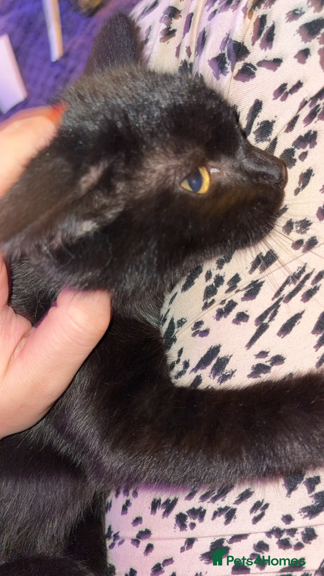 Bombay cats for sale: Black beauties🧡 - Advert 3