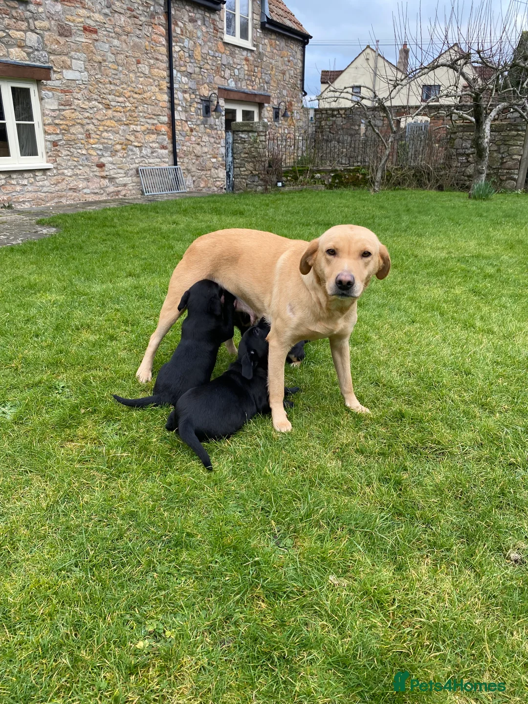 Labrador Retriever dogs for sale: Beautiful KC Reg bitch puppies - Advert 12