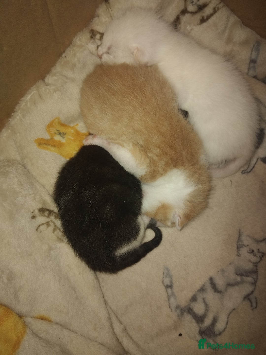 Turkish Angora cats for sale: Fluffy male kitten - Image 10
