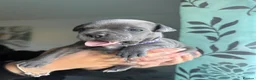 Staffordshire Bull Terrier dogs for sale: STAFFORDSHIRE BULL TERRIER PUPPIES 🐶❤️ in Morpeth - Advert 2