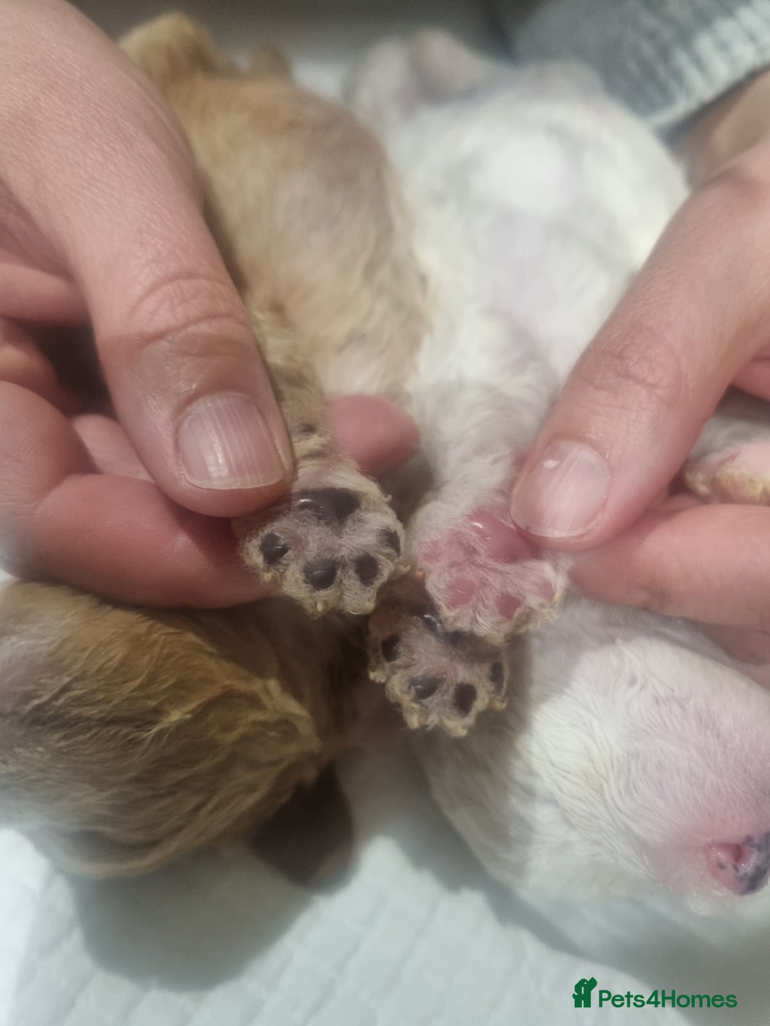 Toy Poodle dogs for sale: Toy poodle puppy - Advert 17