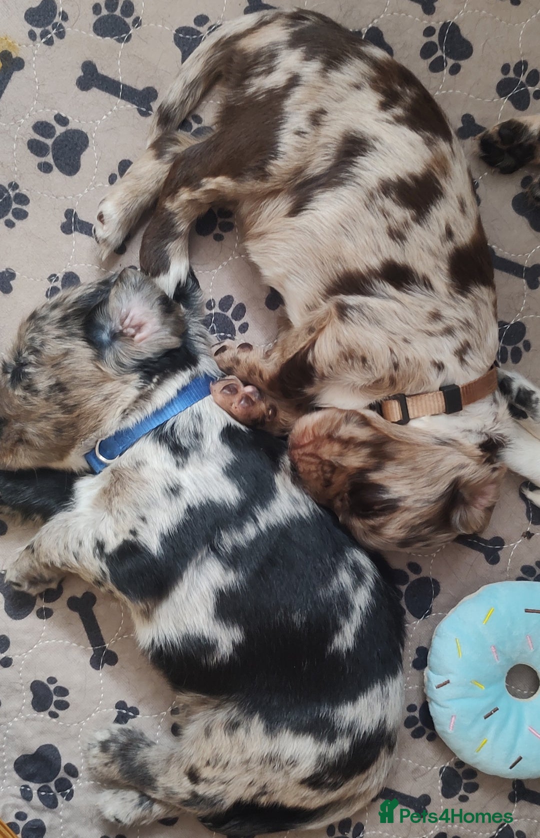 Sprocker dogs for sale: STRIKING SPROCKER SPANIEL PUPPIES  - Image 6