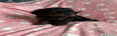 Cockapoo 6