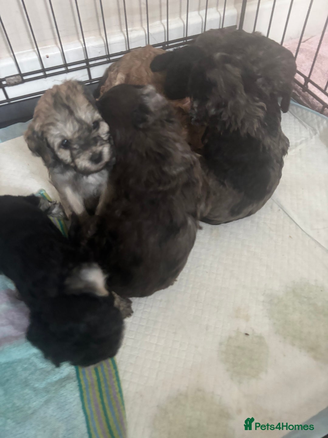 Cavapoo dogs for sale: Cavapoo puppies  in Preston - Image 6