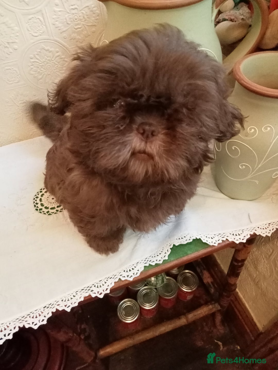 American Curl cats for sale: Beautiful Shih Tzu pups for sale - Advert 3