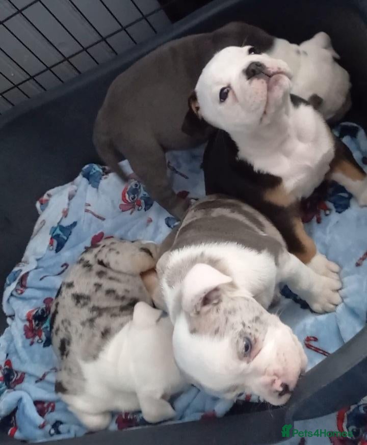 Dorset Olde Tyme Bulldogge dogs for sale: Oldeenglish puppies 🐶 - Advert 2