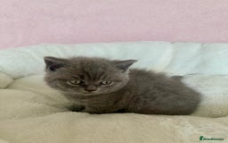 British Shorthair cats for sale: British shorthair kitten  - Image 13