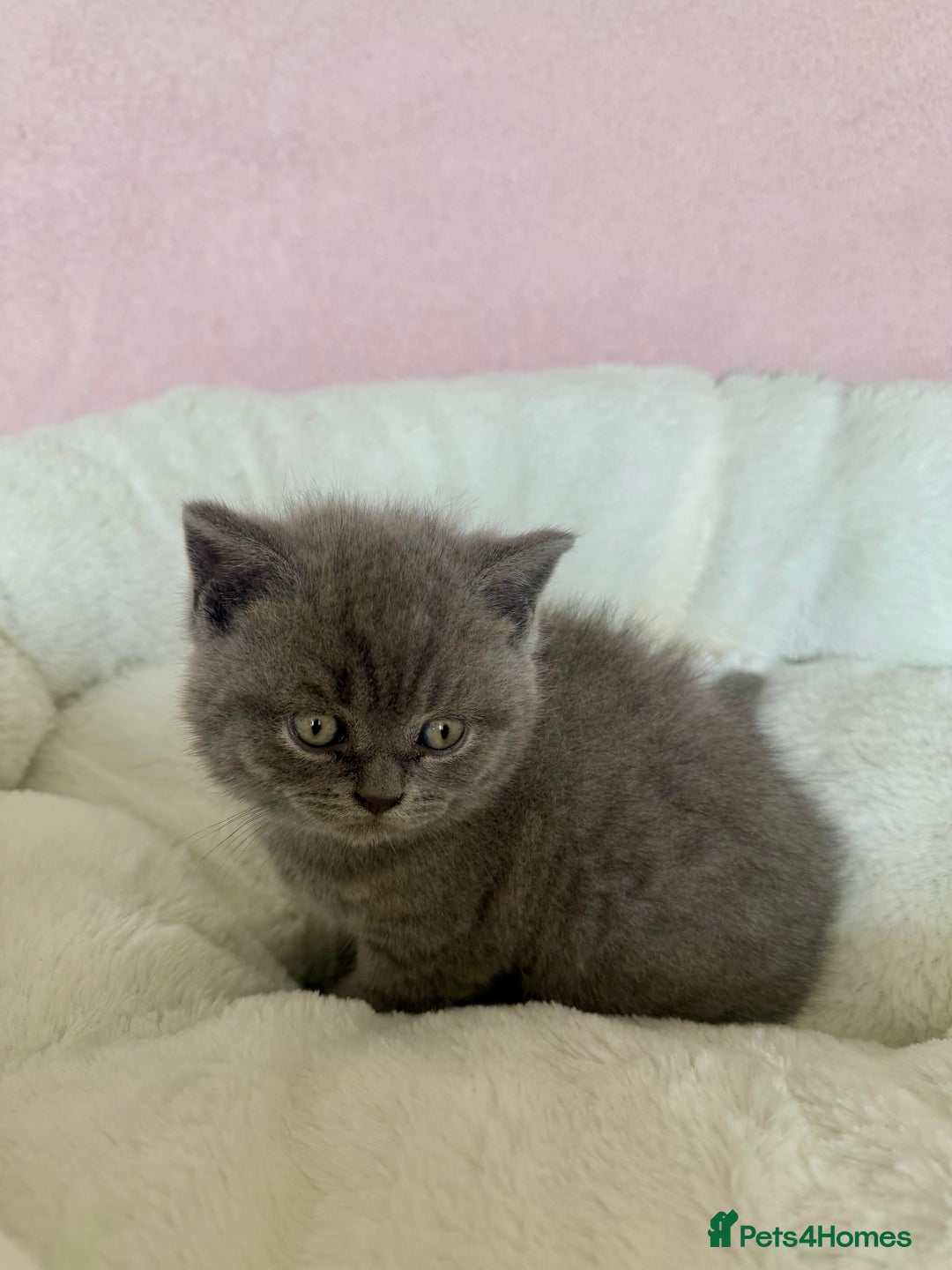 British Shorthair cats for sale: British shorthair kitten  - Image 13