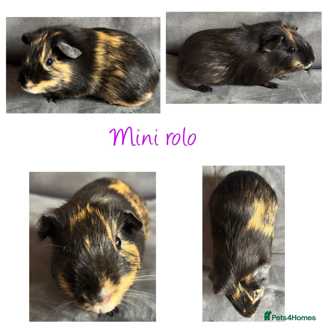 Guinea Pig rodents for sale: Baby Guineapigs x4 girls x2 boys- ready now - Advert 7