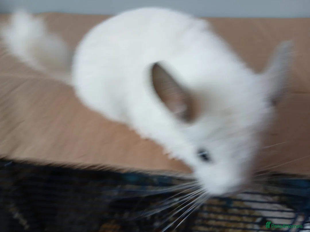 Chinchilla rodents for sale: female white chinchilla grey ears  - Advert 4