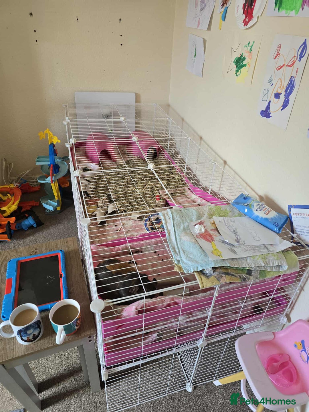 Guinea Pig rodents for sale: Sister Guinea Pigs  - Image 4
