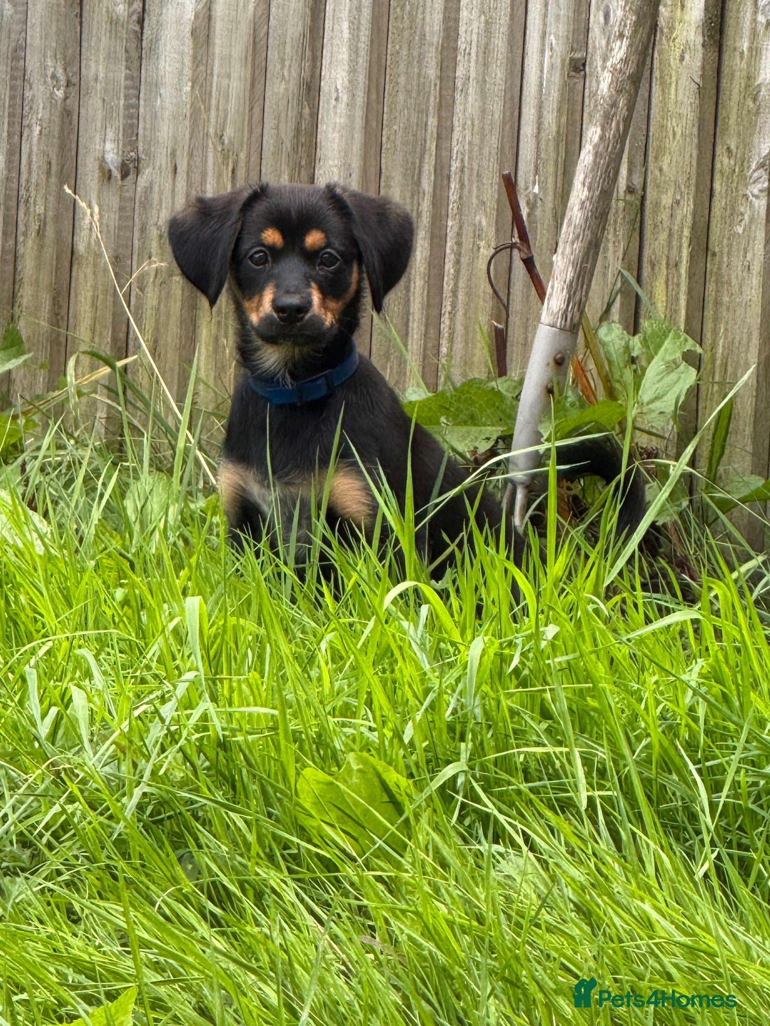 Mixed Breed dogs 3-Month-Old Puppy Looking for a Loving Home 🐾 - Advert 2