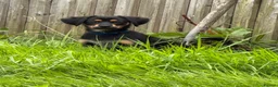 Mixed Breed dogs for sale: 3-Month-Old Puppy Looking for a Loving Home 🐾 in Preston - Advert 1