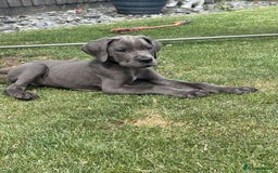 Mixed Breed dogs for sale: Italian Daniff Pups  - Image 13