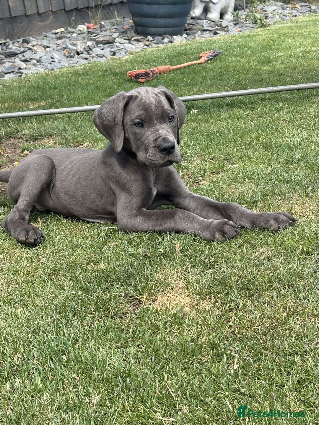 Mixed Breed dogs for sale: Italian Daniff Pups  - Image 13