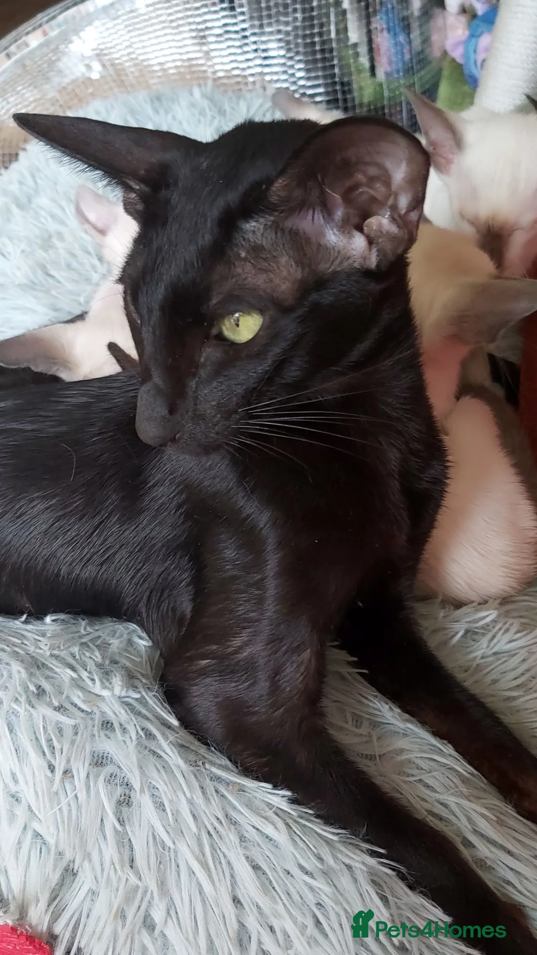 Oriental cats for sale: FULL Pedigree Oriental XL size ears GCCF - Advert 12