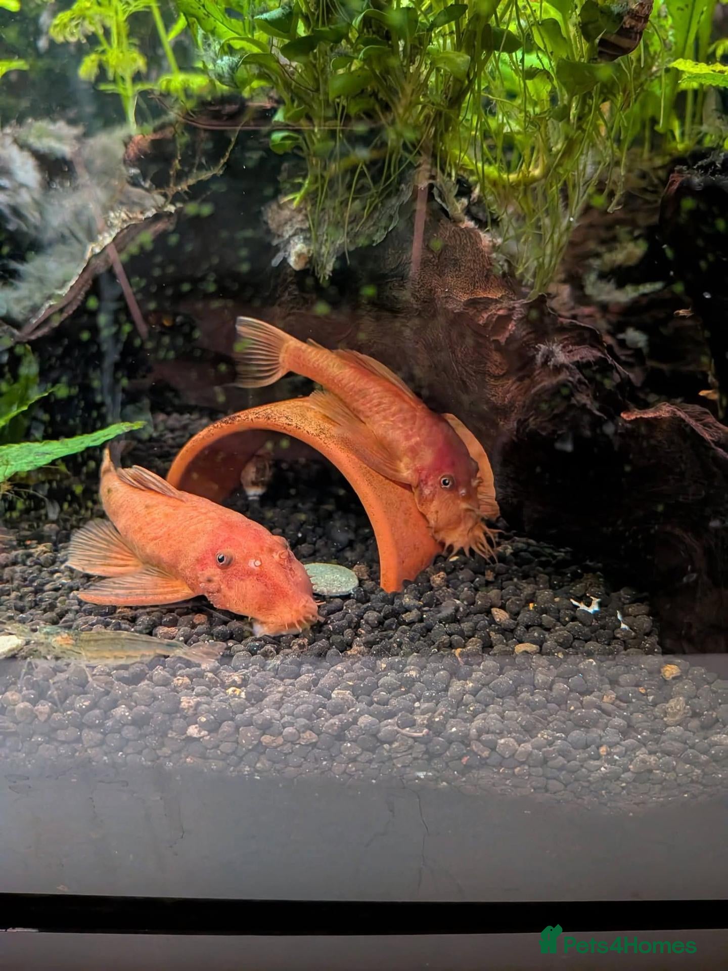 Other/Mixed Breed fish for sale: Tropical fish  - Advert 4