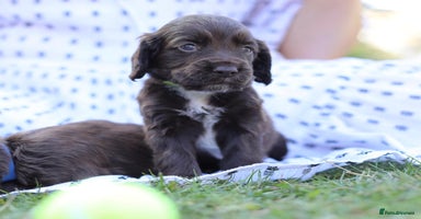 Cocker Spaniel dogs - Advert 2