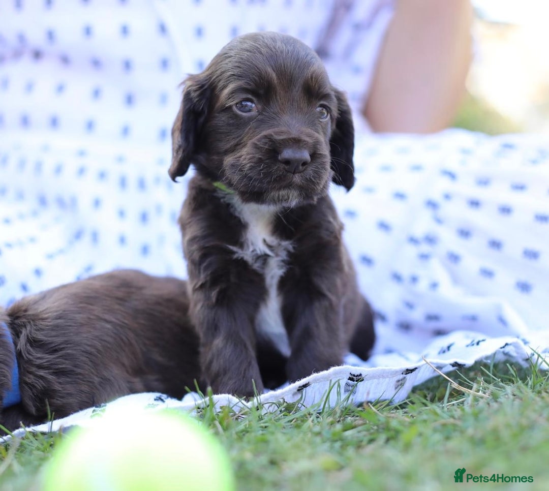Cocker Spaniel dogs for sale: Adorable cocker spaniel puppies  - Image 3