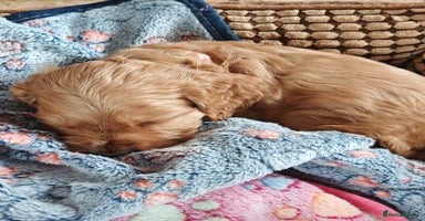 Cocker Spaniel dogs - Advert 9
